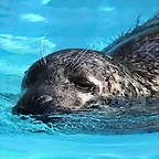 Zoo de Barcelona 03-01-12 027