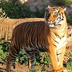 Zoo de Barcelona 03-01-12 288