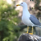 Zoo de Barcelona 03-01-12 048