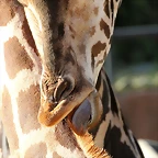 Zoo de Barcelona 03-01-12 088