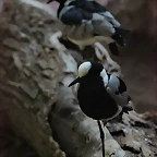 Zoo de Barcelona 03-01-12 216
