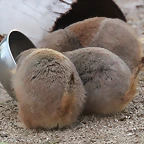 Zoo de Barcelona 03-01-12 361