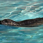 Zoo de Barcelona 03-01-12 046