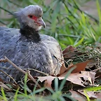 Zoo de Barcelona 03-01-12 372