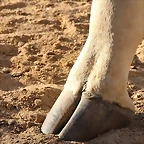 Zoo de Barcelona 03-01-12 078