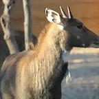 Zoo de Barcelona 03-01-12 259