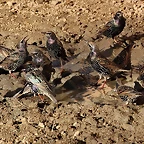 Zoo de Barcelona 03-01-12 112