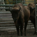 Zoo de Barcelona 25-11-10 678