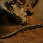 Zoo de Barcelona 27-03-11 688