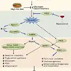 reveratrol y pde