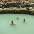 cerdos salvajes