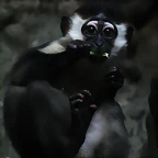 Zoo de Barcelona 27-11-2010 1260