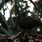 Zoo de Barcelona 27-11-2010 1212
