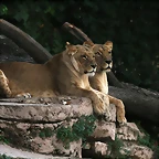Zoo de Barcelona 27-11-2010 1227