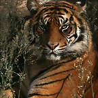 Zoo de Barcelona 28-11-2010 101