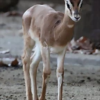 Zoo Barcelona 23-11-11 i 25-11-11 655
