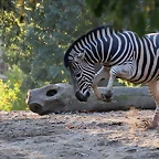 Zoo Barcelona 23-11-11 i 25-11-11 802
