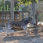 Zoo Barcelona 23-11-11 i 25-11-11 850