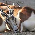 Zoo Barcelona 23-11-11 i 25-11-11 676