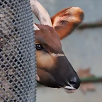 Zoo Barcelona 23-11-11 i 25-11-11 707