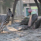 Zoo Barcelona 23-11-11 i 25-11-11 794