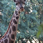 Zoo Barcelona 23-11-11 i 25-11-11 1002