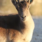Zoo Barcelona 23-11-11 i 25-11-11 915