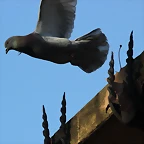 Zoo Barcelona 23-11-11 i 25-11-11 628