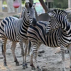 Zoo Barcelona 23-11-11 i 25-11-11 836