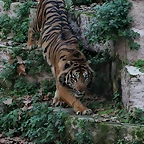 Zoo Barcelona 27-11-11 362