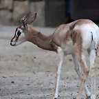Zoo Barcelona 27-11-11 051