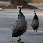 Zoo Barcelona 23-11-11 i 25-11-11 630
