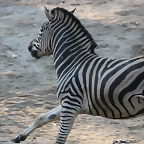 Zoo Barcelona 23-11-11 i 25-11-11 786