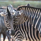 Zoo Barcelona 23-11-11 i 25-11-11 873