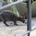 Zoo Barcelona 27-11-11 149