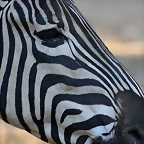Zoo Barcelona 23-11-11 i 25-11-11 824