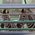 Zoo Barcelona 27-11-11 146