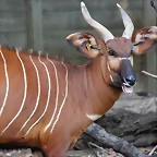 Zoo Barcelona 23-11-11 i 25-11-11 747