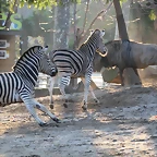 Zoo Barcelona 23-11-11 i 25-11-11 851