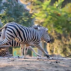 Zoo Barcelona 23-11-11 i 25-11-11 878
