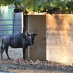 Zoo Barcelona 23-11-11 i 25-11-11 916