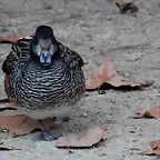 Zoo Barcelona 23-11-11 i 25-11-11 585