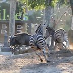 Zoo Barcelona 23-11-11 i 25-11-11 852