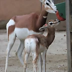 Zoo Barcelona 27-11-11 055