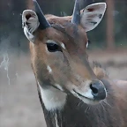 Zoo Barcelona 23-11-11 i 25-11-11 617