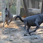 Zoo Barcelona 23-11-11 i 25-11-11 793