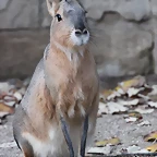 Zoo Barcelona 27-11-11 269