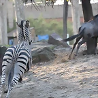 Zoo Barcelona 23-11-11 i 25-11-11 788