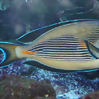 Acanthurus sohal