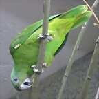Amazona agilis 2